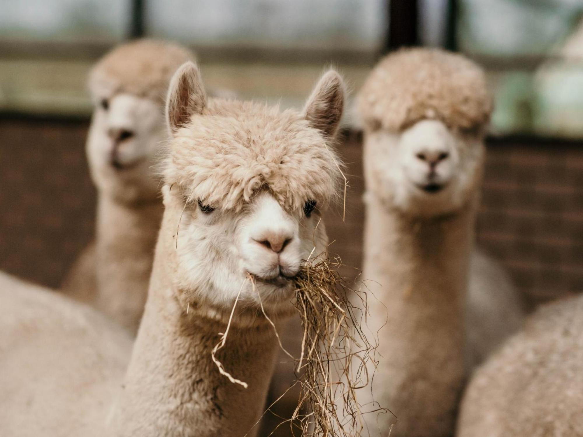 Alpacafarm Vorstenbosch Eksteriør billede