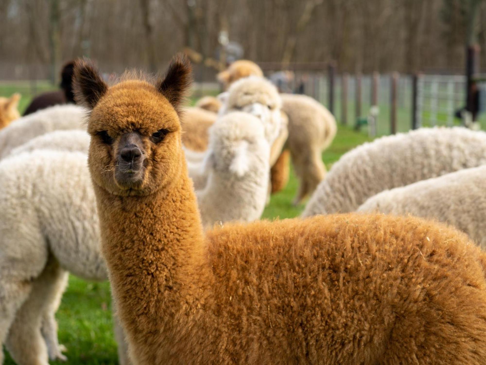 Alpacafarm Vorstenbosch Eksteriør billede