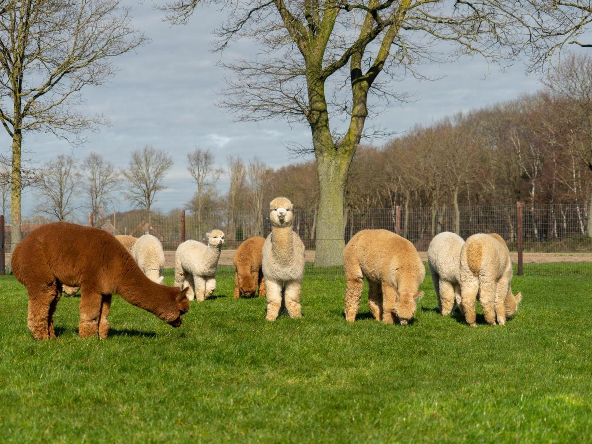 Alpacafarm Vorstenbosch Eksteriør billede