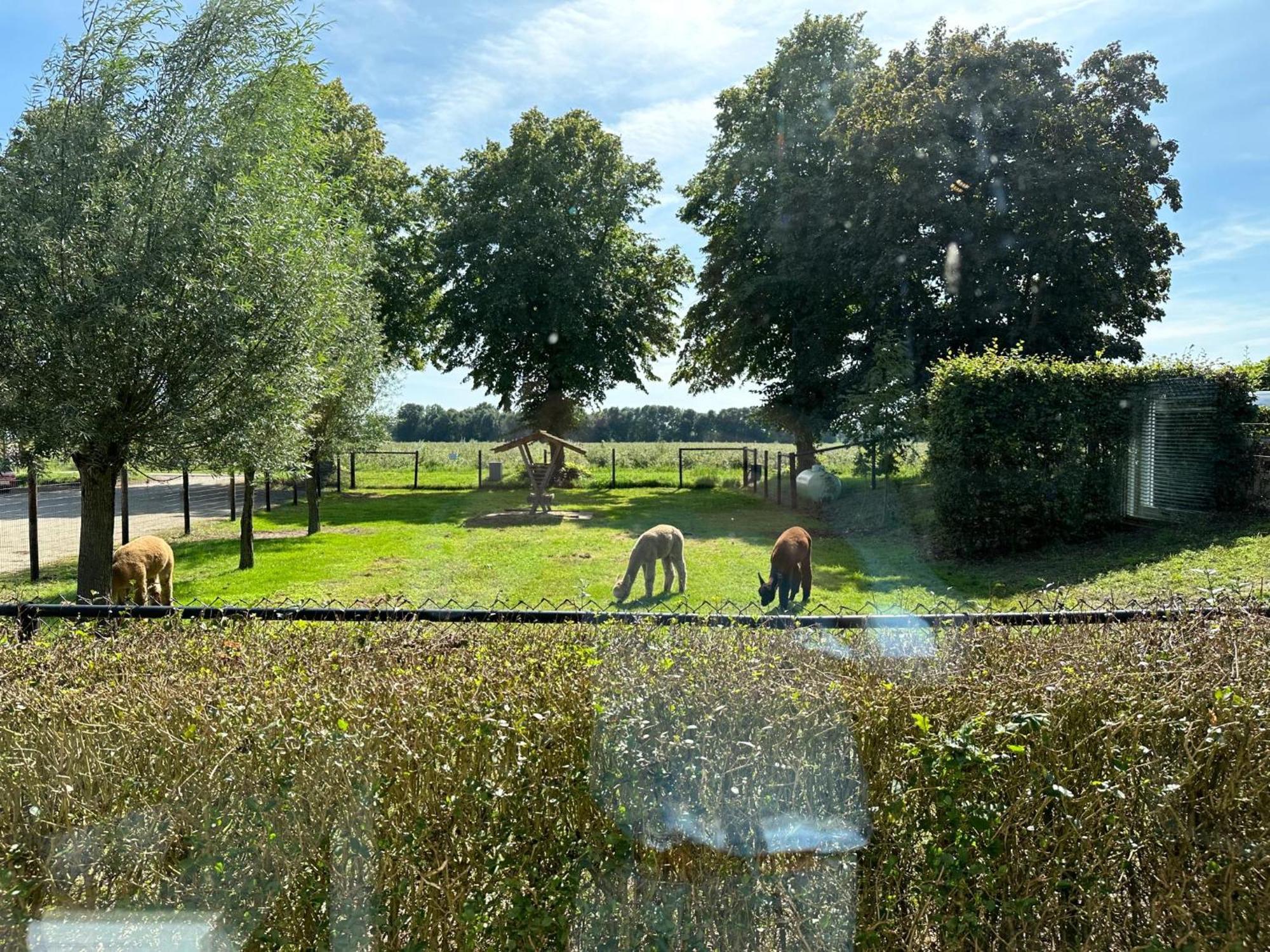 Alpacafarm Vorstenbosch Eksteriør billede