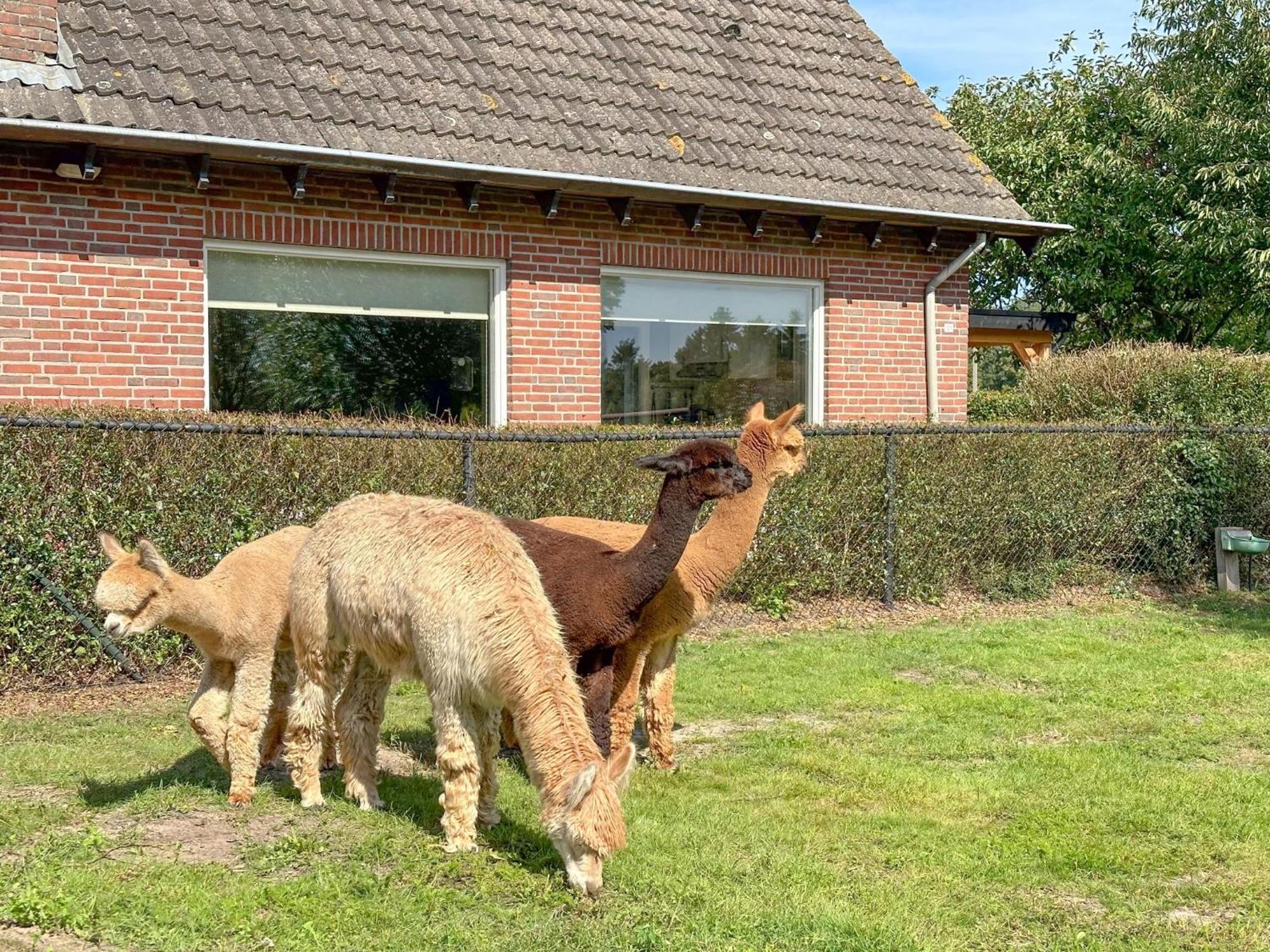 Alpacafarm Vorstenbosch Eksteriør billede