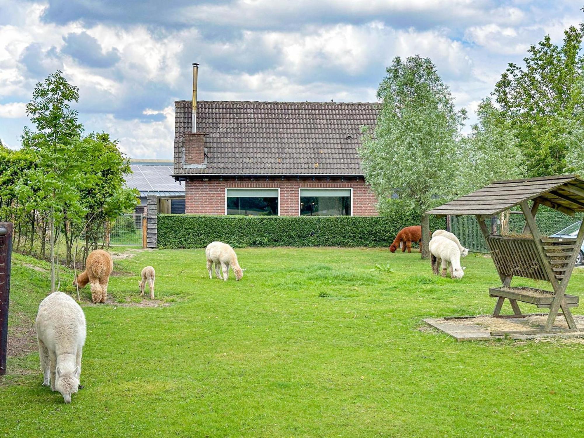 Alpacafarm Vorstenbosch Eksteriør billede