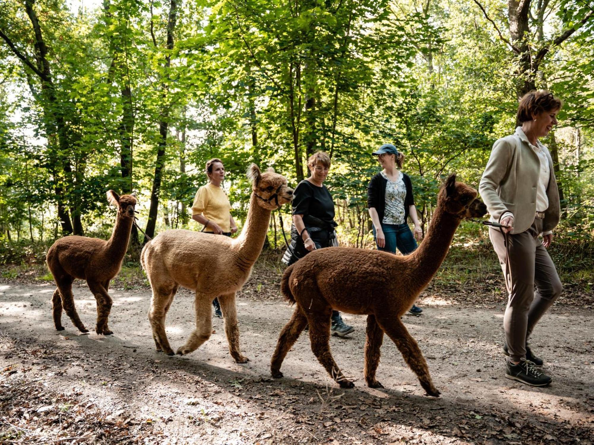 Alpacafarm Vorstenbosch Eksteriør billede